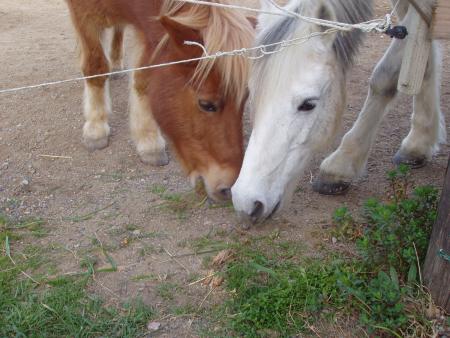 les chevauX
